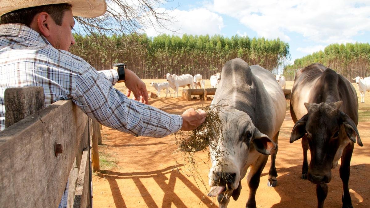 Produtor rural alimentando o gado em uma propriedade em Goiás