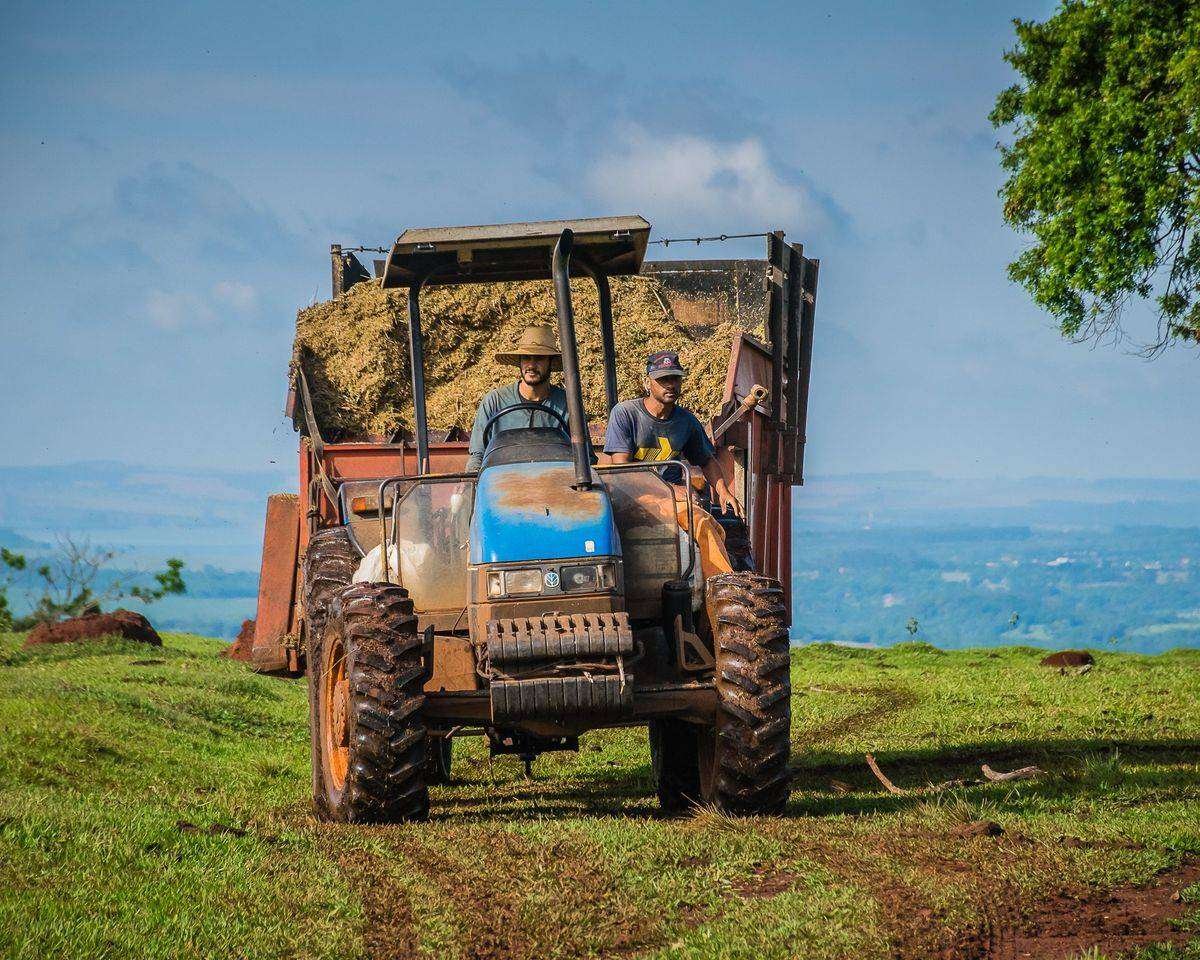 Dois produtores rurais conduzindo um trator carregado de forragem, em pastagem brasileira