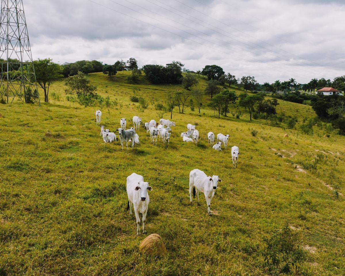 Gado nelore pastando em uma fazenda brasileira, com sede ao fundo